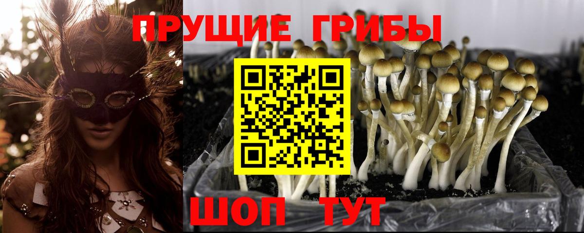 Галлюциногенные грибы Psilocybine cubensis  Псилоцибиновые грибы мицелий  Вход с VPN  Ишимбай 